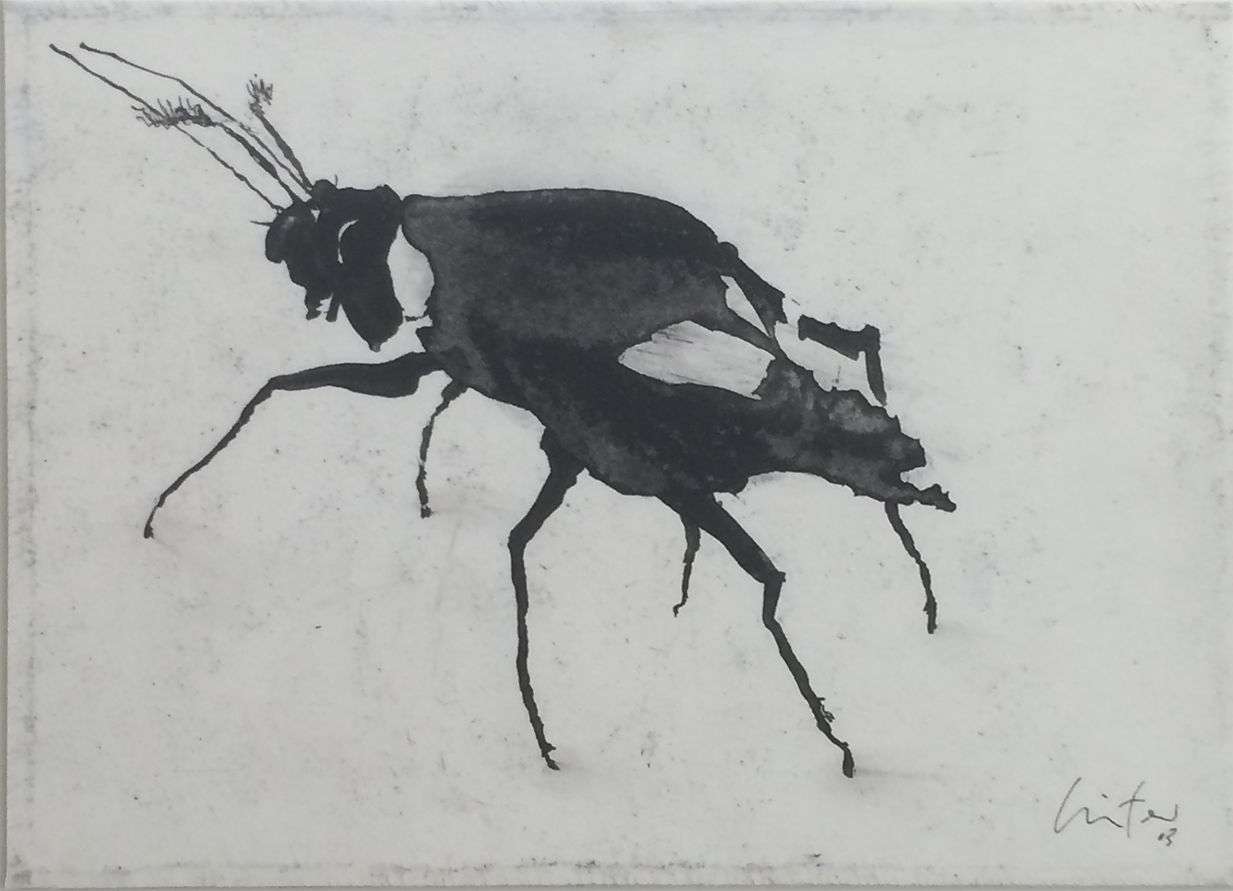 Mouche pie, Encre, 16 × 22 cm, 2003