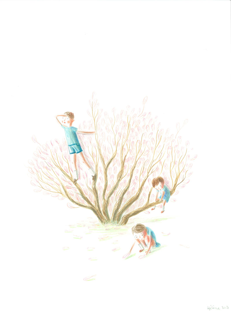 Magnolia, Crayon de couleur sur Lana Caligraphie, 40 × 30 cm, 2017